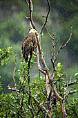 USA, Alaska, bald eagle perching on tree branch in the rain, Redoubt Bay