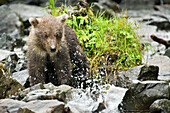 USA, Alaska, brown bear cub watching a fish, Wolverine Cove, Redoubt Bay