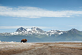 ALASKA, Homer, a large male grizzly (brown) bear in the wide open landscape of the Katmai National Park, Katmai Peninsula, Gulf of Alaska