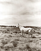 USA, Arizona, white horse running in field, Flagstaff (B&W)