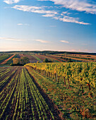 AUSTRIA, Joie, vineyard landscape on the North side of Joie, Burgenland