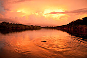 BRAZIL, Agua Boa, Agua Boa River, a crocodile swimming at sunset deep in the Amazon jungle
