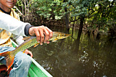 BRAZIL, Agua Boa, fishing guide holding a Picua fish, Agua Boa River and resort