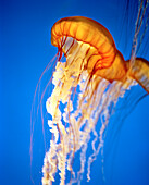 USA, Black Sea Nettle jellyfish, Monterey Bay