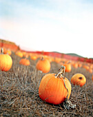 USA, California, close-up of a pumpkins in field, Half Moon Bay