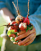 USA, California, hands of an Organic farmer holding freshly picked radishes, Fort Jones
