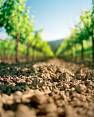 USA, California, row of vines at Spottswoode Vineyard, Napa