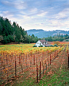 USA, California, scenic view of a Calistoga vineyard in the Napa Valley
