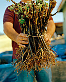 USA, California, Sonoma, chardonnay wine producer Mark Aubert holds new shoots that are ready for planting, Silver Eagle Vineyard, Sonoma County