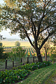 USA, California, Sonoma, Gundlach Bundschu Winery, morning light illuminates the 150 year old vineyard