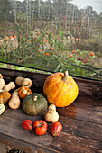USA, California, Sonoma, pumpkins and squash for sale at a road side produce stand