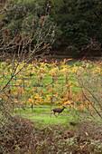 USA, California, Sonoma, a deer runs through the vineyard at Ravenswood winery
