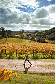 USA, California, Sonoma, Kit Paquin walks through a majestic vineyard landscape in the fall, Ravenswood winery and vineyard