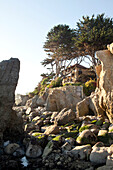 USA, California, Malibu, El Pescador Beach, a beautiful seaside home is tucked into the trees next to a rocky beach