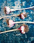USA, California, Sonoma, garlic bulbs from the San Francisco Ferry Building farmers market on a table at the Brick House Bungalows