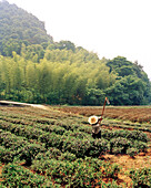 CHINA, Hangzhou, mid adult farmer working in field, Meijai Wu