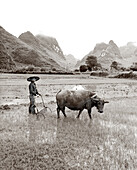 CHINA, Guilin, farmer ploughing field with water buffalo (B&W)