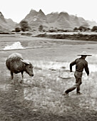 CHINA, Guilin, famer leading his water buffalo in rice field (B&W)