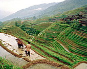 CHINA, Guilin, elevated view of famer ploughing field with water buffalo, Dragon Backbone Rice Terraces