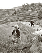 CHINA, farmers working in rice field, Dragon Backbone Rice Terraces (B&W)