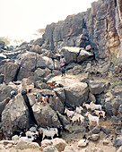 ERITREA, Beilul, a young Afar man tends to his livestock in Dad Village