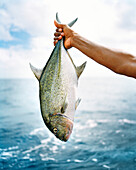 FIJI, human hand holding a Travali fish, Northern Lau Islands