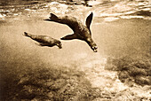 ECUADOR, Galapagos Islands, mother and baby sea lions swimming, Fernandina Island (B&W)