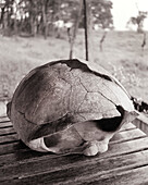 ECUADOR, Galapagos Islands, giant tortoise shell, Santa Cruz Island highlands (B&W)