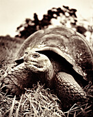 ECUADOR, Galapagos Islands, giant tortoise in the highlands, Santa Cruz