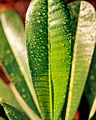 USA, Hawaii, The Big Island, close-up of water drops on a green leaf