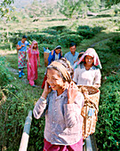 INDIA, West Bengal, women carrying woven baskets filled with tea leaves, Darjeeling