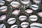 INDONESIA, Mentawai Islands, close-up of Cowrie Shells