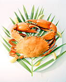 MADAGASCAR, crab on mangrove leaf, close-up, Anjajavy Hotel