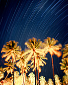 MADAGASCAR, palm trees with star trails at night, Anjajavy Hotel