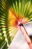 MAURITIUS, Ile aux Aigrettes, detail of a palm leaf called the Blue Latane