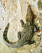MEXICO, Maya Riviera, elevated view of a crocodile, Yucatan Peninsula