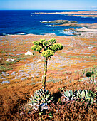 Mexico, Baja, century plant with island in the background, San Benitos Islands