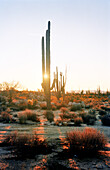 MEXICO, Baja, Saguaro Cactus landscape at sunset, Baja Sur
