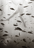 MEXICO, Baja, woman swimming in sea with school of fish, underwater view (B&W)