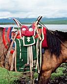 MONGOLIA, horse with a traditional saddle, Toilogt Ger Camp, Lake Khuvsgul