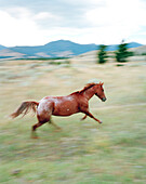 USA, Montana, horse running in the field, Gallatin National Forest, Emigrant