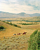 USA, Montana, wrangler leading horses through landscape, Gallatin National Forest, Emigrant