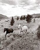 USA, Montana, horses running out to pasture, Gallatin National Forest, Emigrant