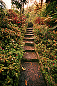 PANAMA, David, Guadalupe, Los Quetzales Lodge, a path leading to a Swiss style chalet in the cloud forest, Volcan Baru National Park and Cloud Forest of Friendship International Park, Central America
