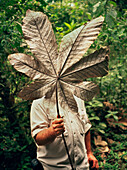 PANAMA, Panama City, a man holds a large leaf in front of his face in the Darien jungle, Central America