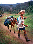 PANAMA, Cana, Antonio and his donkey complete the 10 hour journey from Boca de Cupe to the Cana Field Station, Central America