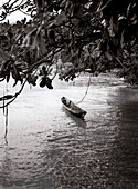 PANAMA, Bocas del Toro, Salt Creek Islands, a dugout canoe is tied to a tree in a Guaymi Indian village, Central America