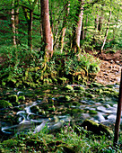 SWITZERLAND, Motiers, a stream runs through the forest in an area known as Cascade de Motiers, Jura Region