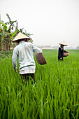 VIETNAM, Hanoi countryside, rice farmers Nguyen Huu Uc and Nguyen Thi Ha work in their family rice field, Nguyen Huu Y village