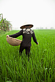 VIETNAM, Hanoi countryside, rice farmer Nguyen Thi Ha in her rice field in Nguyen Huu Y village